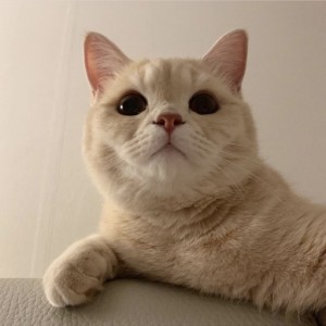 상품이미지